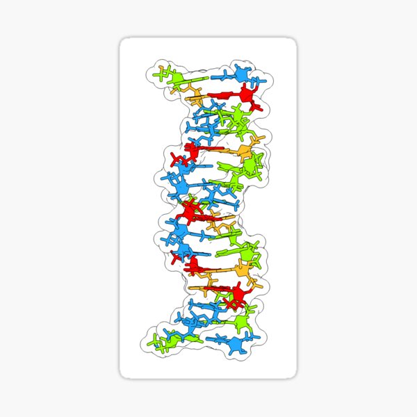 B DNA colored by base type Sticker