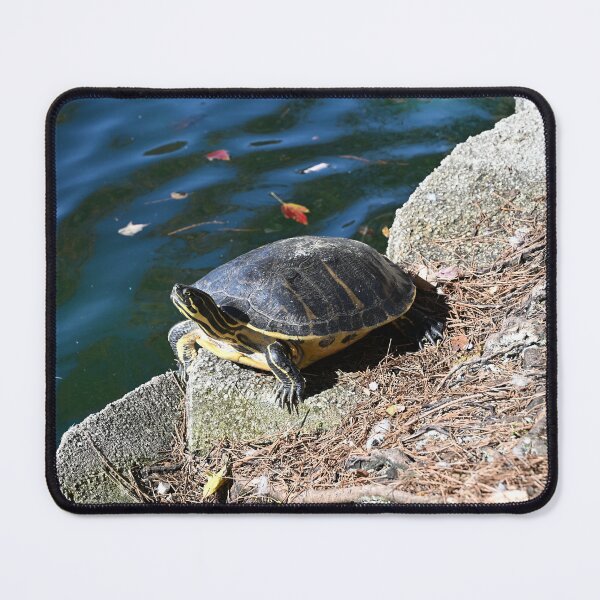 Item preview, Turtle  designed and sold by ErinCorePhoto.