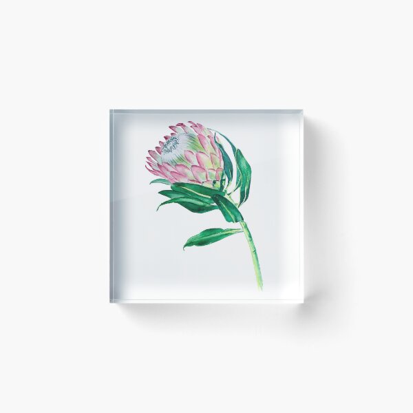 Aperçu de l'œuvre Illustration aquarelle de Protea fleur créée et vendue par LiliyaSavelieva.