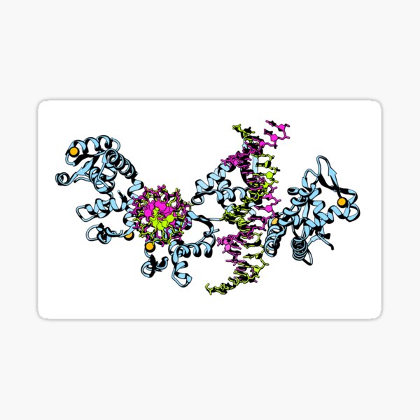 Pop FOXP2 - Forkhead box protein P2 Sticker