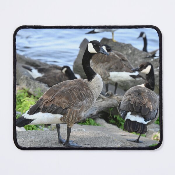 Item preview, seagulls on the sea geese and seagulls in water, designed and sold by GalynaLB.