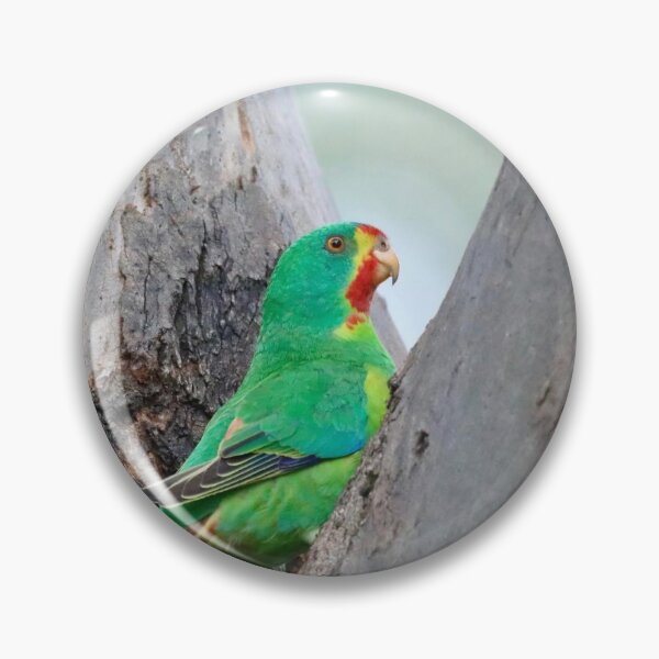 Item preview, Critically endangered Swift parrot  designed and sold by Steve Sass.