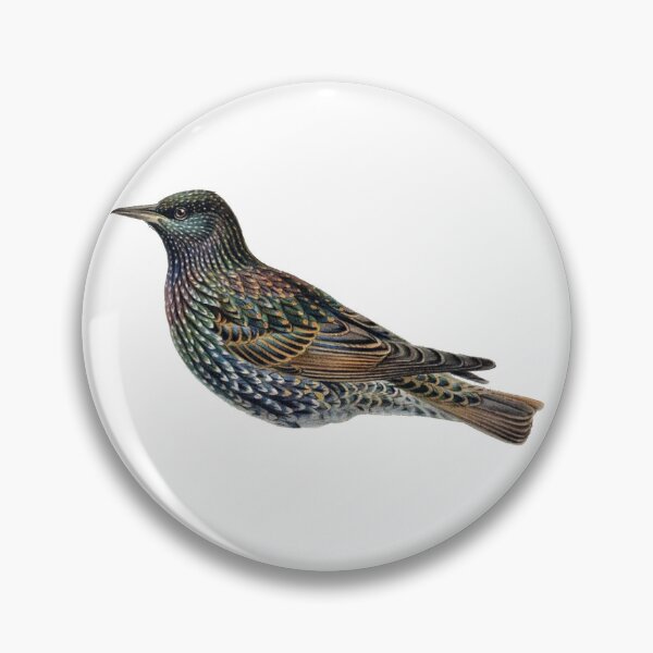 Item preview, Vintage Starling Illustration, Bird designed and sold by HawthorneFlame.