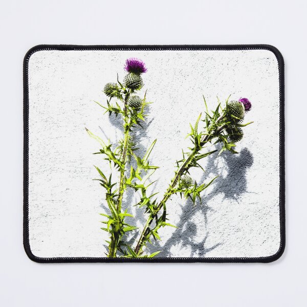 Item preview, Flower of Scotland, Graphic Thistle from original photograph, shot on the Isle of Skye designed and sold by Gmacamera Creations.