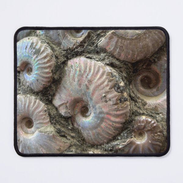 Item preview, Ammonite (up close) designed and sold by Circles of Wisdom.
