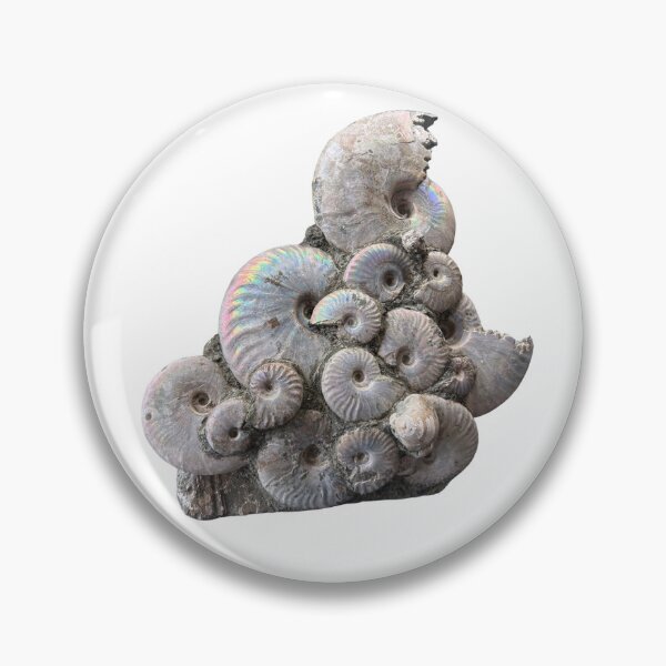 Item preview, Ammonite designed and sold by Circles of Wisdom.