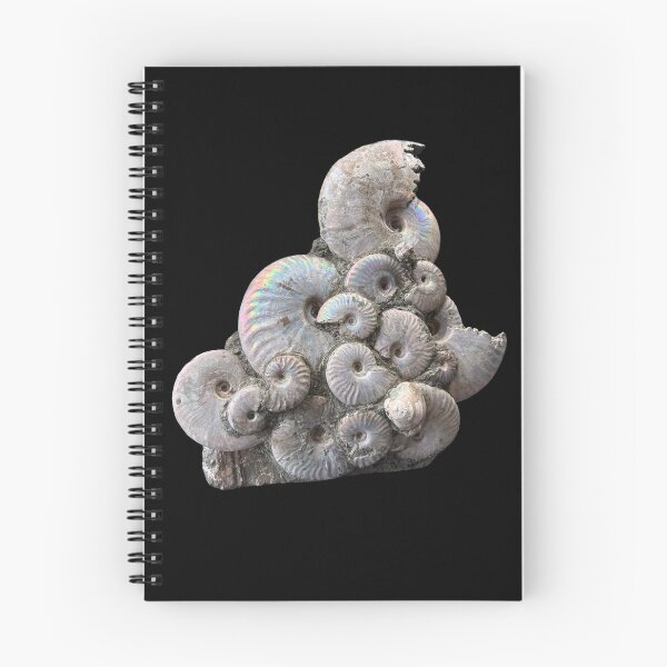 Item preview, Ammonite designed and sold by Circles of Wisdom.