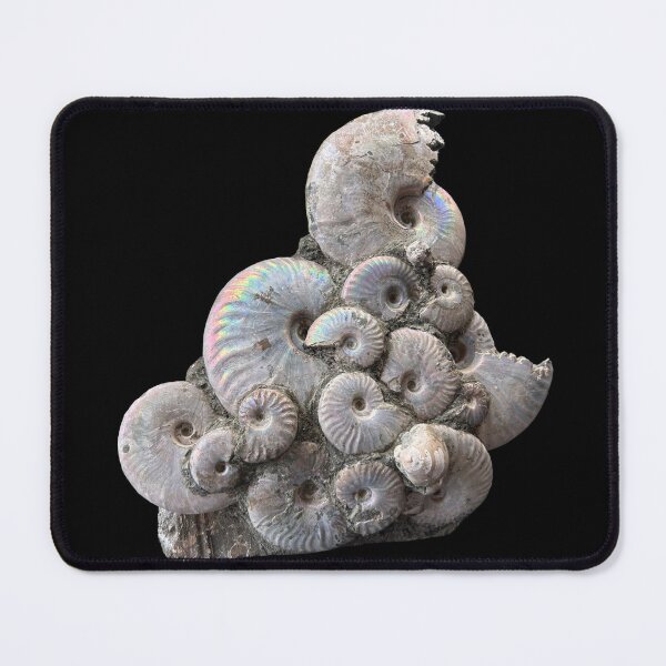 Item preview, Ammonite designed and sold by Circles of Wisdom.