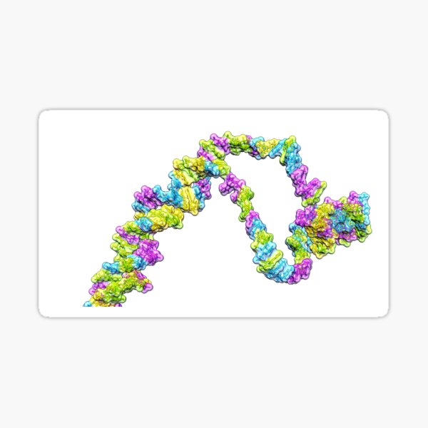 DNA replication bubble Sticker