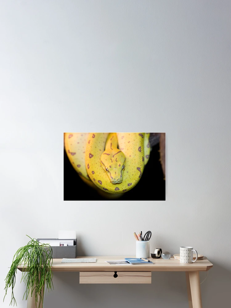 Thumbnail 2 of 3, Poster, Green? Tree Python designed and sold by Peter Pevy.