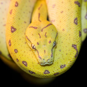 Artwork thumbnail, Green? Tree Python by Peter Pevy