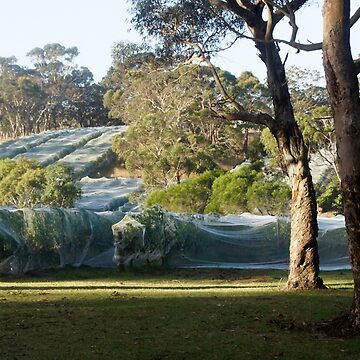 Artwork thumbnail, Nets on Vines before Vintage by Adelaide artist Avril Thomas at Magpie Springs by MagpieSprings