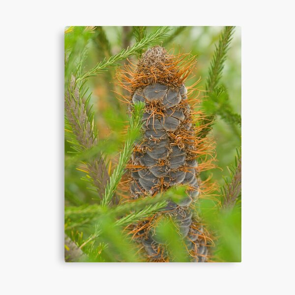 Item preview, Heath-leaved Banksia designed and sold by Christina Norwood.