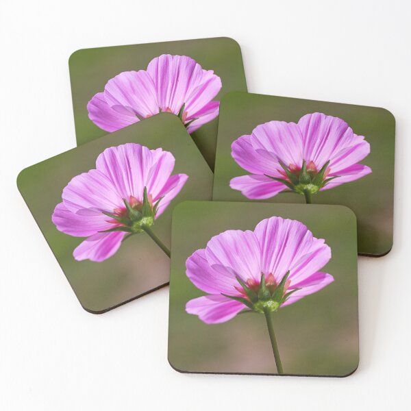 Artikelvorschau, Elegante Kosmos-Blumen-Nelken entworfen und verkauft von Joy Watson - Natural Light Photography .