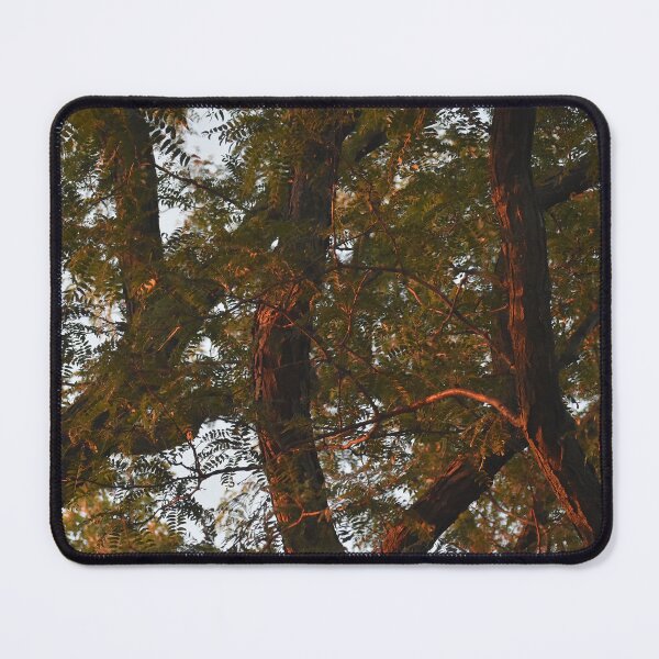 Item preview, Fall Trees in Sunlight designed and sold by bertsworks300.