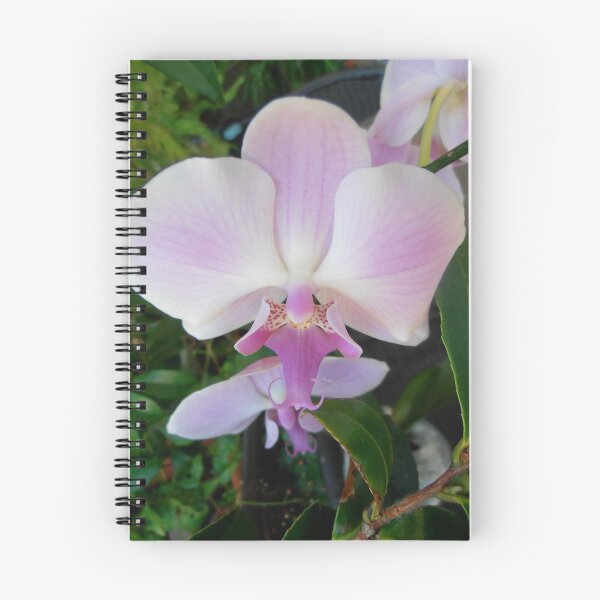 Item preview, Phaleanopsis Orchid, Canberra, Australia. designed and sold by kaysharp.