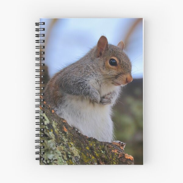 Item preview, Squirrel  designed and sold by Parks and X.