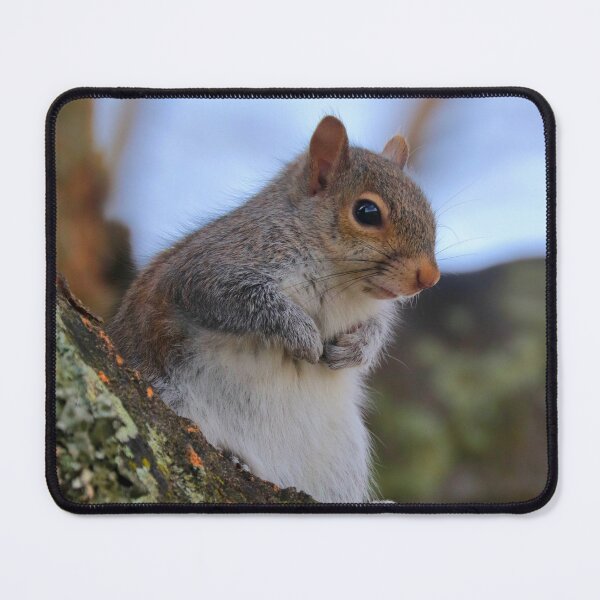 Item preview, Squirrel  designed and sold by Parks and X.