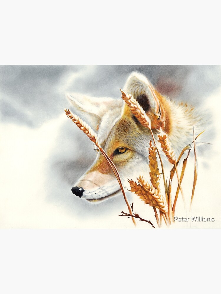 Song Dog - coyote by Mightyfineart