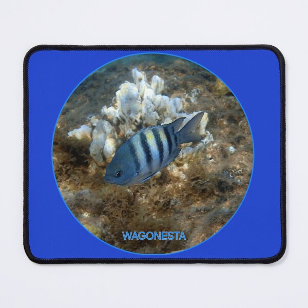 Item preview, Underwater - Sergeant Major  Damselfish in Bonaire by Wagonesta  designed and sold by Wagonesta.