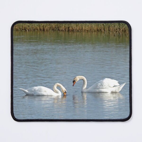 Item preview, Two White Swans designed and sold by ADCImages.