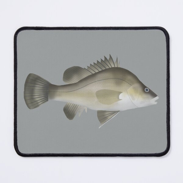 Item preview, Macqurie Perch designed and sold by fishfolkart.