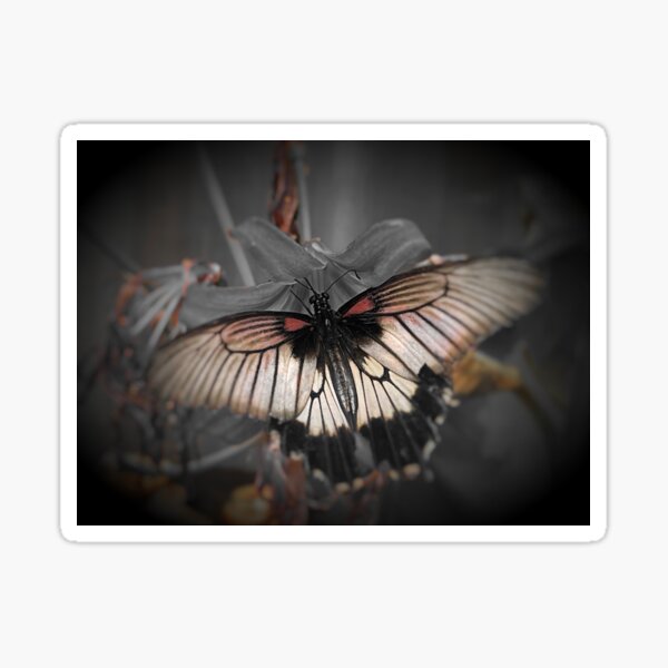 Butterfly Sticker
