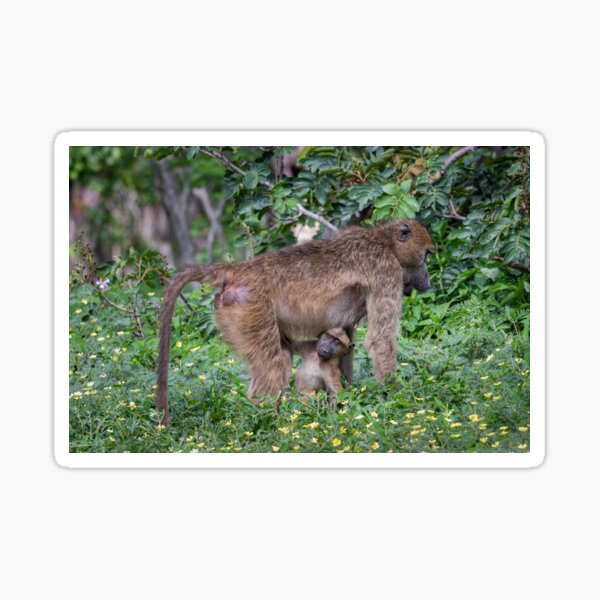 A baboon mom and her baby Sticker