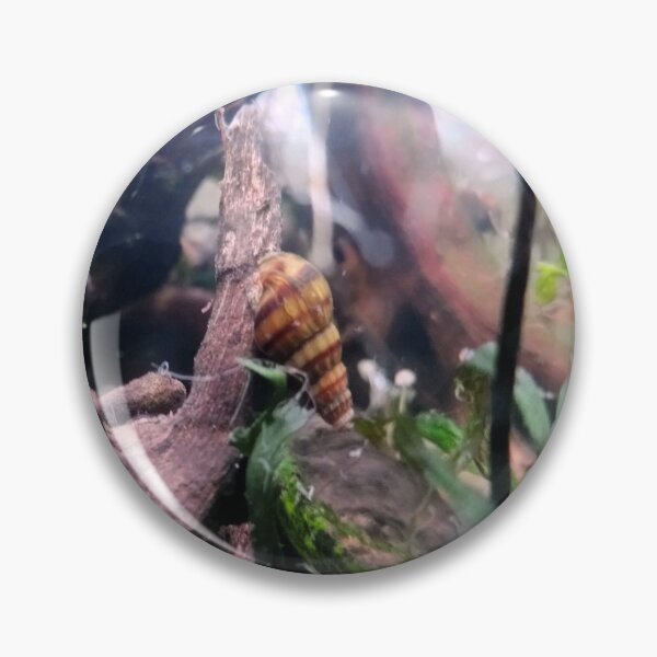 Item preview, Assassin Snail designed and sold by Spaghetti13.