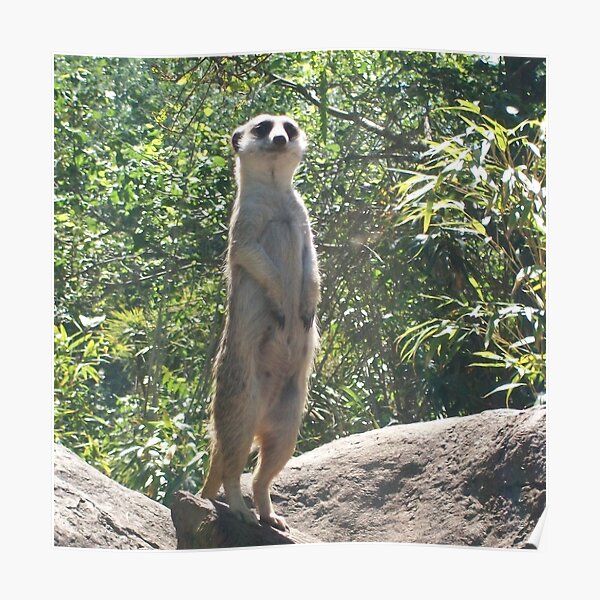 Meerkat on a Rock Poster