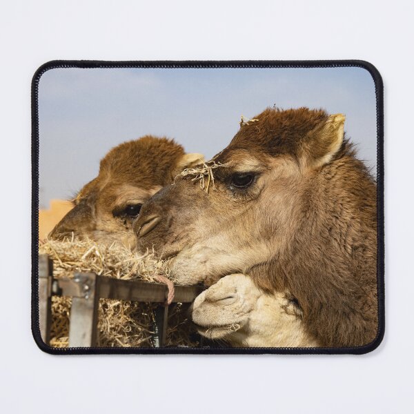 Item preview, Hungry Camels designed and sold by Marylou Badeaux.