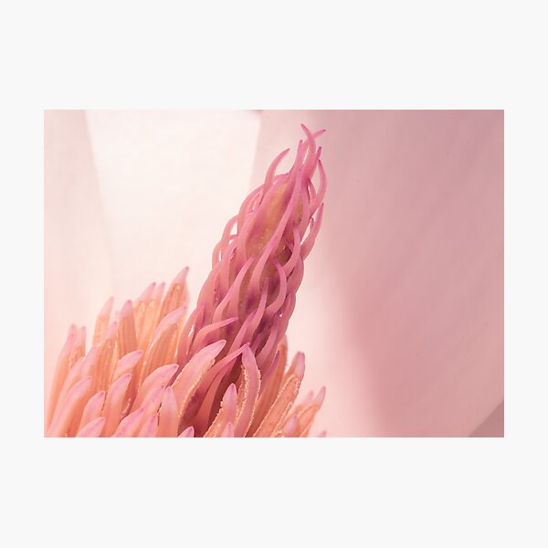 Lifelike Photographic Print