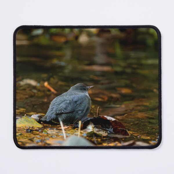 Item preview, American dipper designed and sold by millivedder.