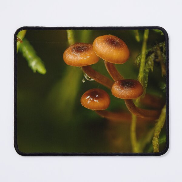 Item preview, Pinewood gingertails designed and sold by millivedder.