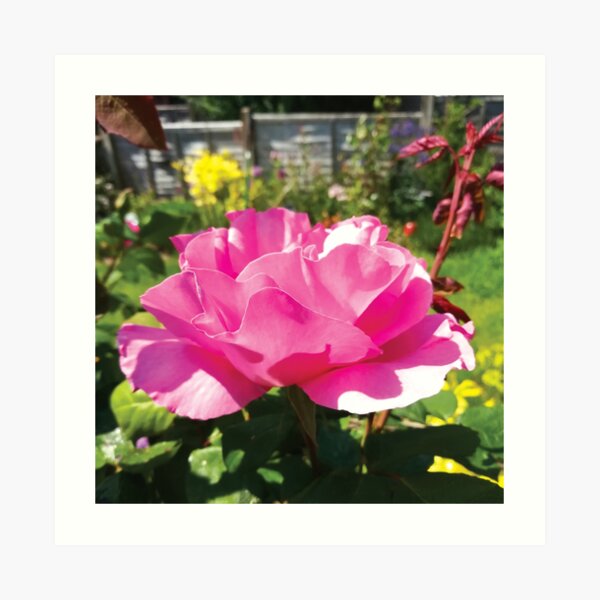 Beautiful Pink Rose Art Print