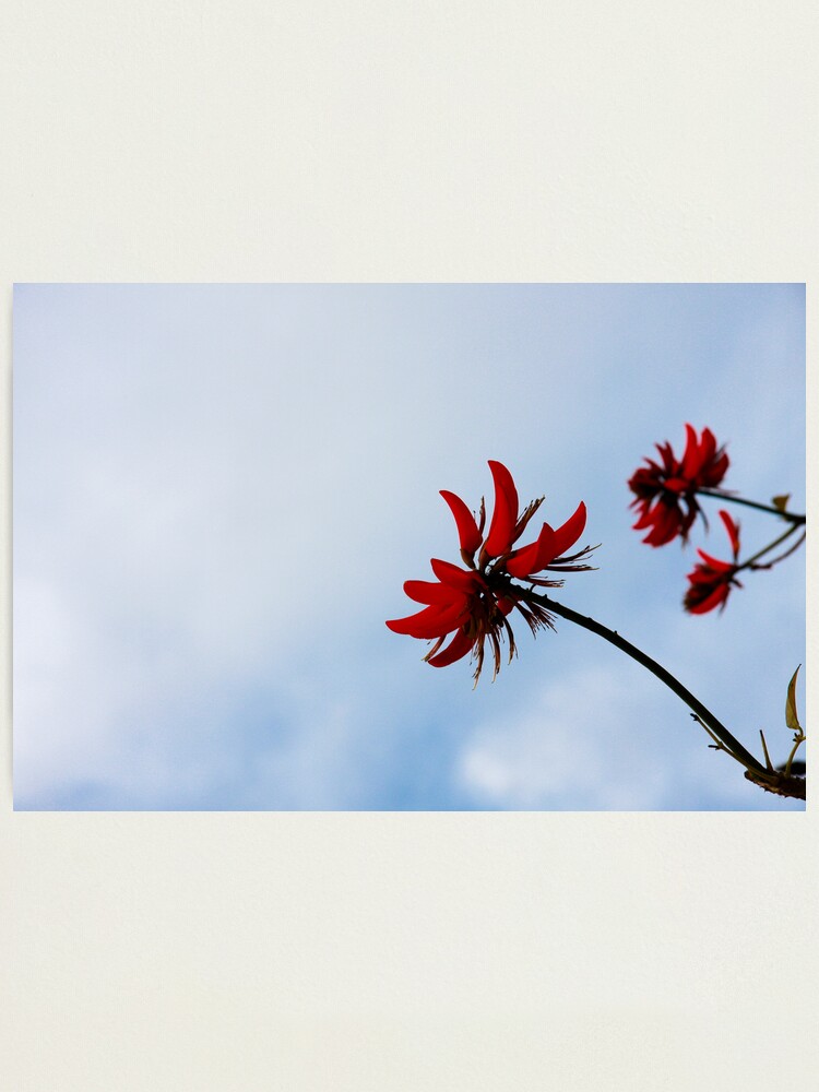 Alternate view of Red like fire Photographic Print
