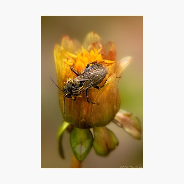 Item preview, Dare to BEE different designed and sold by Mike Savad Photography.