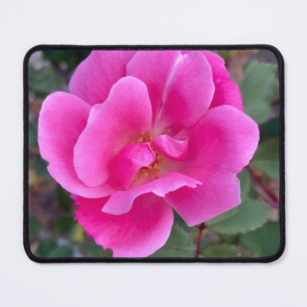 Artikelvorschau, Rosa, rosa Rose entworfen und verkauft von Notcamerashy.