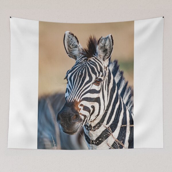 Item preview, Zebra at sunrise designed and sold by Ingo Gerlach.