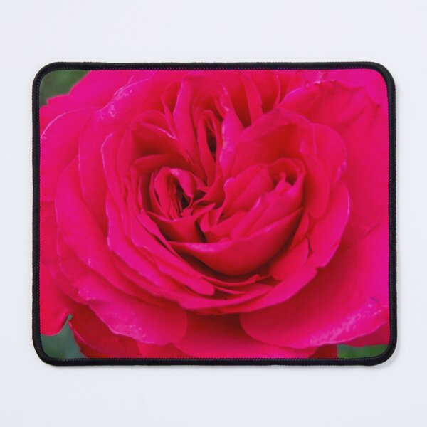 Item preview, Brilliant Pink Rose in South Korea | Aesthetic Floral Art designed and sold by YemmyZImages.