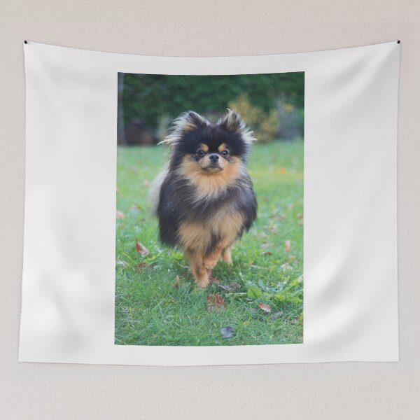Item preview, Pomeranian puppy designed and sold by 3Spirit.