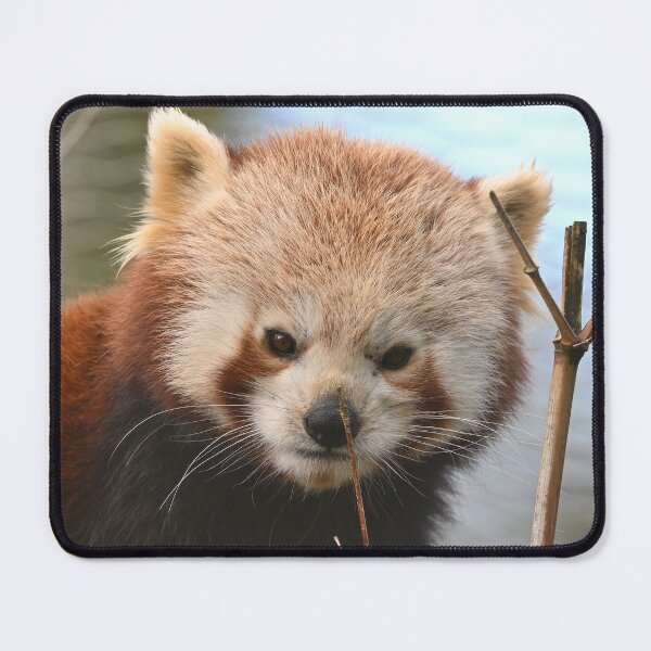 Item preview, Red Panda Portrait designed and sold by ClaireChown.
