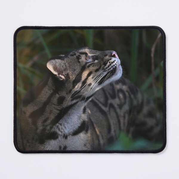 Item preview, Clouded Leopard designed and sold by ClaireChown.
