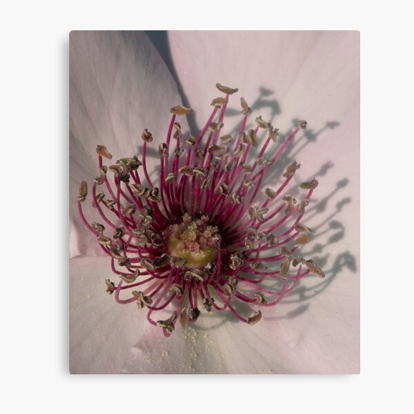Come Hither Metal Print