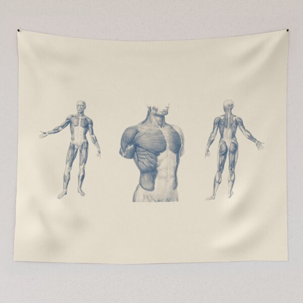 Item preview,  Basic Muscular System - Multi-View designed and sold by VAposters.