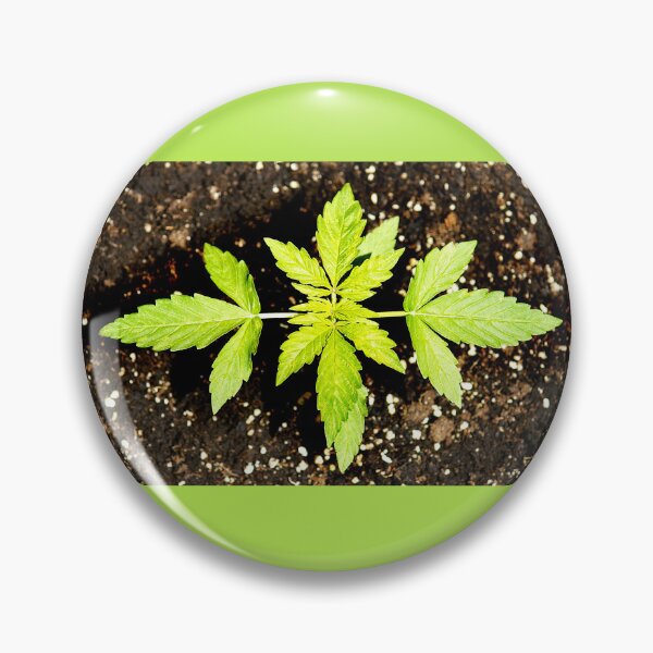 Item preview, Cannabis or cannabis plant designed and sold by manoloshoping.