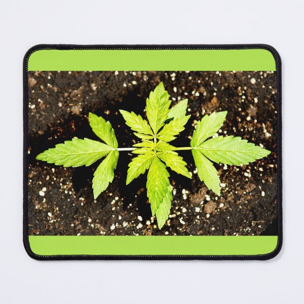 Item preview, Cannabis or cannabis plant designed and sold by manoloshoping.