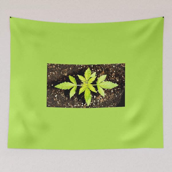 Item preview, Cannabis or cannabis plant designed and sold by manoloshoping.
