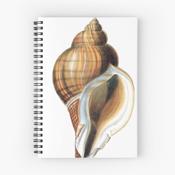 Item preview, Vintage Seashell Illustration  designed and sold by HawthorneFlame.