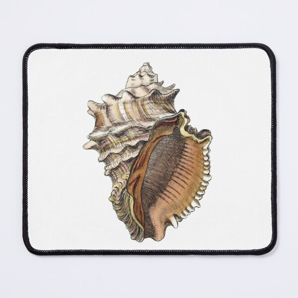 Item preview, Vintage Seashell Illustration 2 designed and sold by HawthorneFlame.